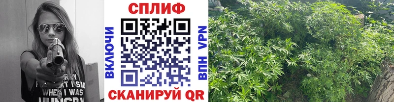 Бошки Шишки SATIVA & INDICA  наркотики  Славянск-на-Кубани 
